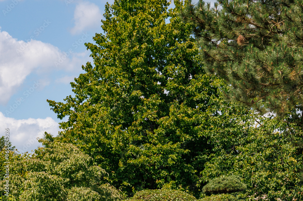 Sommer im Park Sommer im Park
