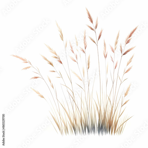 ornamental grass image isolated on white background