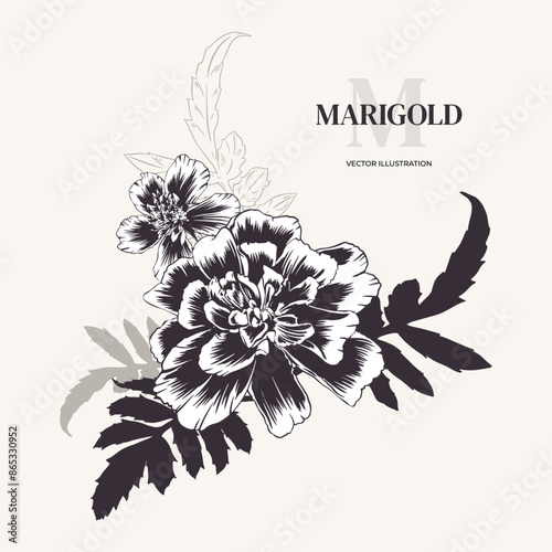 Marigolds, flower arrangement. Vector illustration. Monochrome bouquet of tagetes with greenery. Sempasuchitl in outline style, engraving. Background, card, invitation, Diwali, Day of the Dead photo