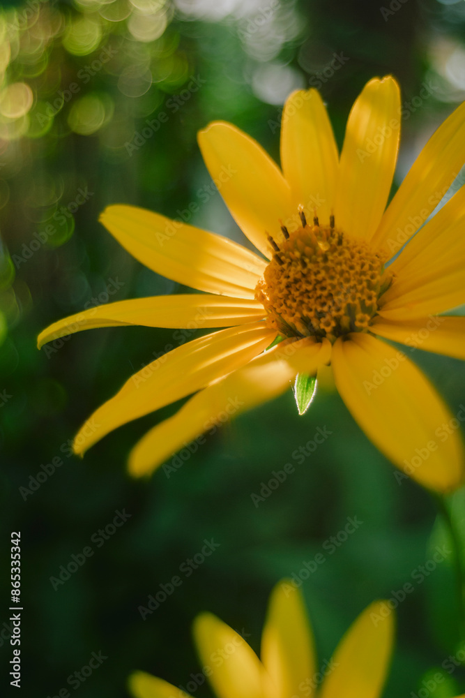 Radiant Yellow Flower Blossoming in Sunlight - Summer Close-Up Radiant Yellow Flower Blossoming in Sunlight - Summer Close-Up