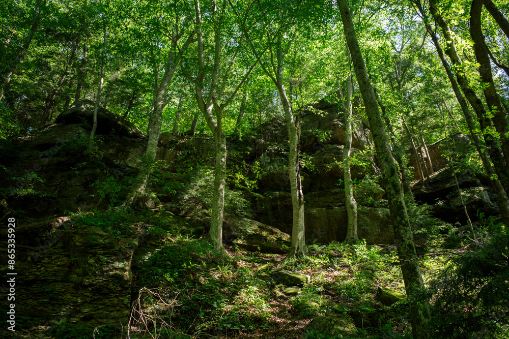 forest in the morning, in Indiana USA