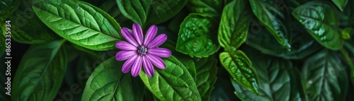 A purple flower is in the middle of a green leafy plant. The flower is surrounded by green leaves and he is the focal point of the image photo