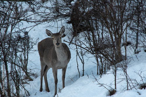 Wallpaper Mural Doe  Torontodigital.ca