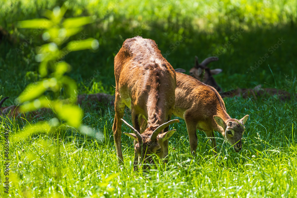 A herd of Mouflon - Ovis musimon and are on a meadow in the grass A herd of Mouflon - Ovis musimon and are on a meadow in the grass