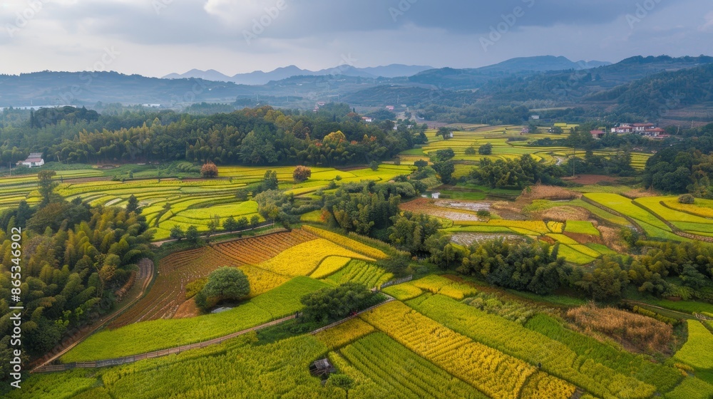 Autumn rice picturesque aerial scene of new countryside: rural, landscape, agriculture, harvest, countryside Autumn rice picturesque aerial scene of new countryside: rural, landscape, agriculture, harvest, countryside