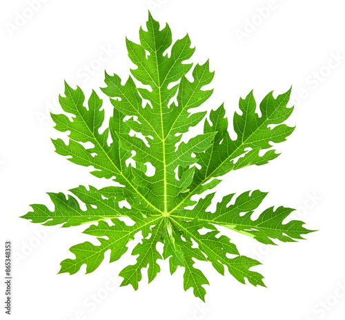 papaya Leaf on transparent png
