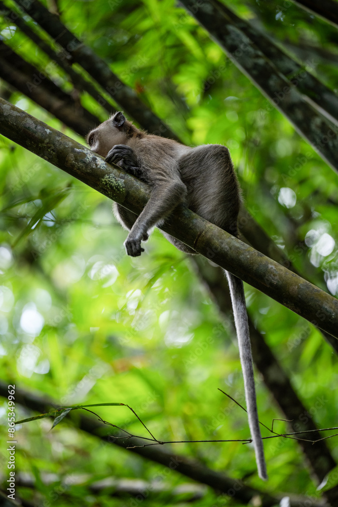 Stunning portrait of a long tailed macaque lying on a branch in the Khao Sok National Park, Thailand.