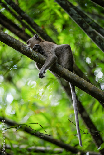 Obraz na płótnie Stunning portrait of a long tailed macaque lying on a branch in the Khao Sok National Park, Thailand. w salonie