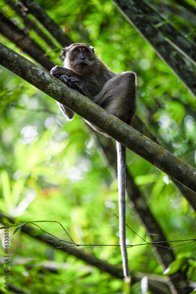 Stunning portrait of a long tailed macaque lying on a branch in the Khao Sok National Park, Thailand.
