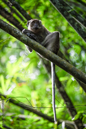 Obraz na płótnie Stunning portrait of a long tailed macaque lying on a branch in the Khao Sok National Park, Thailand. w salonie