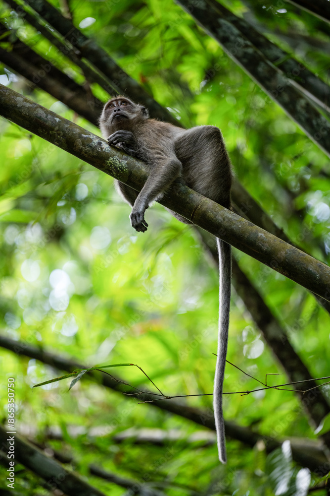 Stunning portrait of a long tailed macaque lying on a branch in the Khao Sok National Park, Thailand.