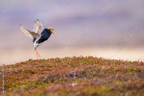 Ruff (Philomachus pugnax) male, displaying at lek site, Varanger Peninsula, Finnmark, Norway. June.  photo