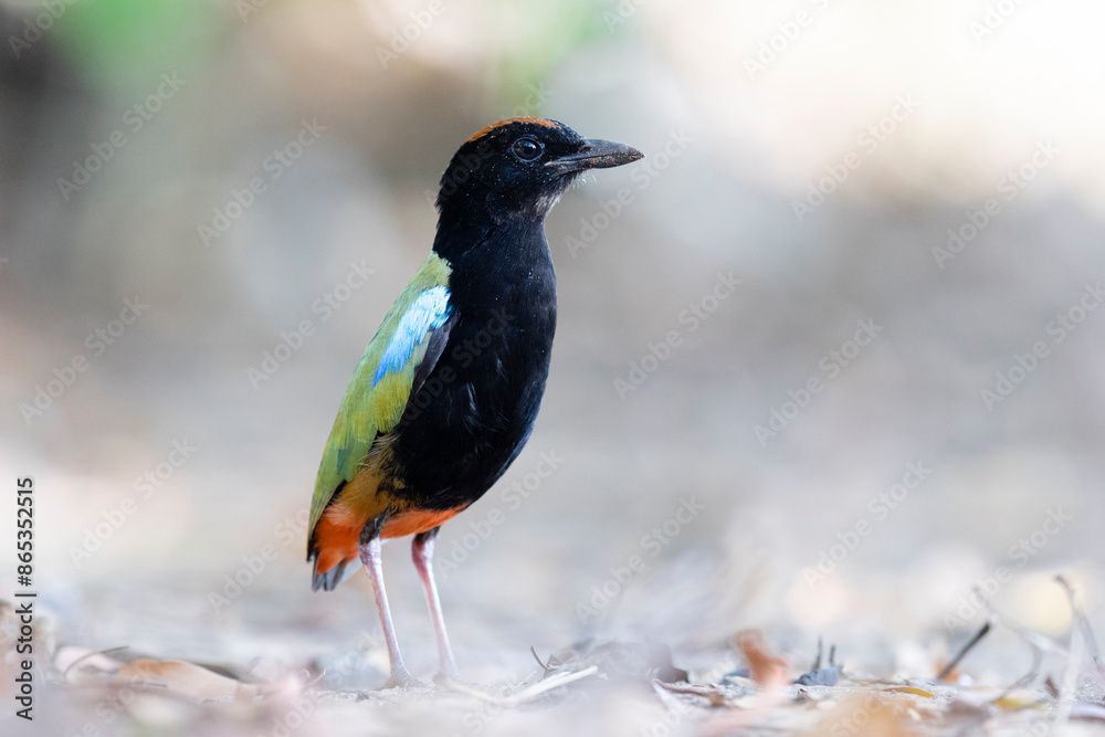 Rainbow pitta (Pitta iris) portrait, Adelaide River Hills, Northern Territory, Australia. Rainbow pitta (Pitta iris) portrait, Adelaide River Hills, Northern Territory, Australia.