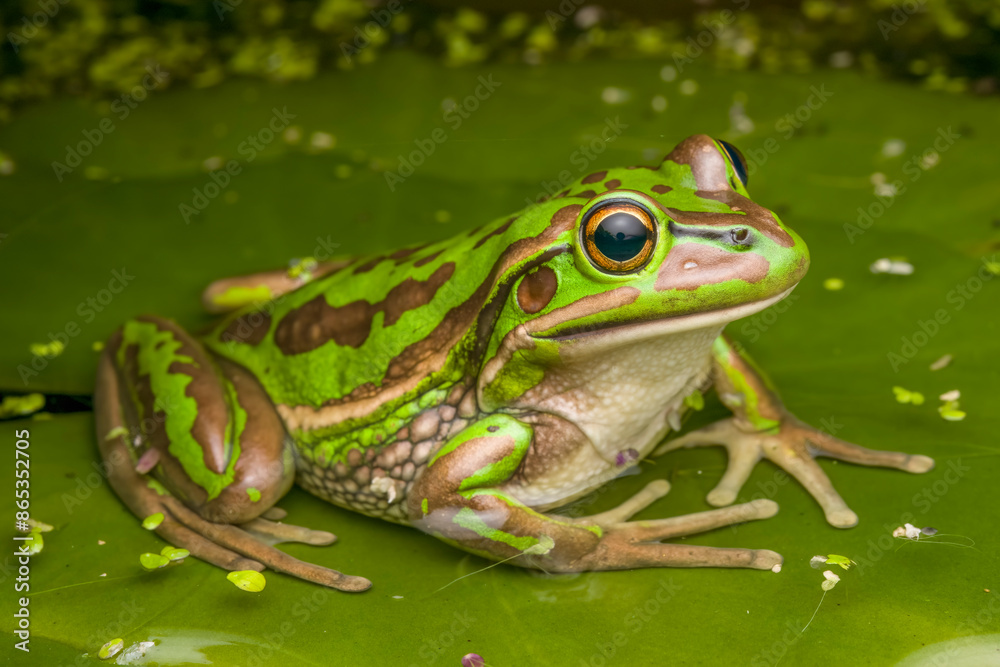 Green and golden bell frog (Litoria aurea) portrait, a large frog with extremely restricted distribution due to Chytrid fungus, Sydney, New South Wales, Australia. Green and golden bell frog (Litoria aurea) portrait, a large frog with extremely restricted distribution due to Chytrid fungus, Sydney, New South Wales, Australia.