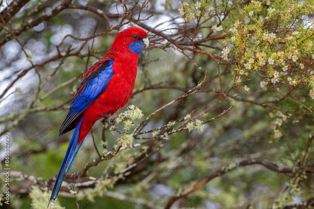Crimson rosella (Platycercus elegans) perched on branch, Border Ranges, Queensland, Australia. Crimson rosella (Platycercus elegans) perched on branch, Border Ranges, Queensland, Australia.