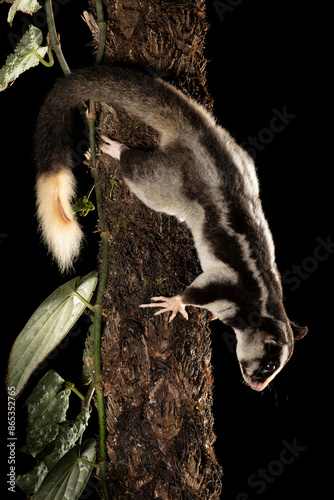 Torresian striped possum (Dactylopsila trivirgata) climbing down tree trunk at night, Wet Tropics World Heritage, Lake Eacham, Queensland, Australia.  photo