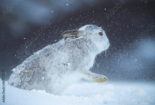 Mountain hare (Lepus timidus) shaking snow off its fur during a ferocious snowstorm, Cairngorms National Park, Scotland, UK. February. 