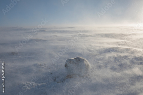  Mountain hare (Lepus timidus) resting on snow in gale force winds and swirling spindrift high on exposed plateau, Cairngorms National Park, Scotland, UK. February. 