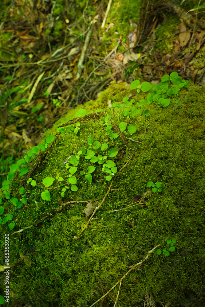 森の中の苔の生えた岩に絡まるツタの葉 森の中の苔の生えた岩に絡まるツタの葉