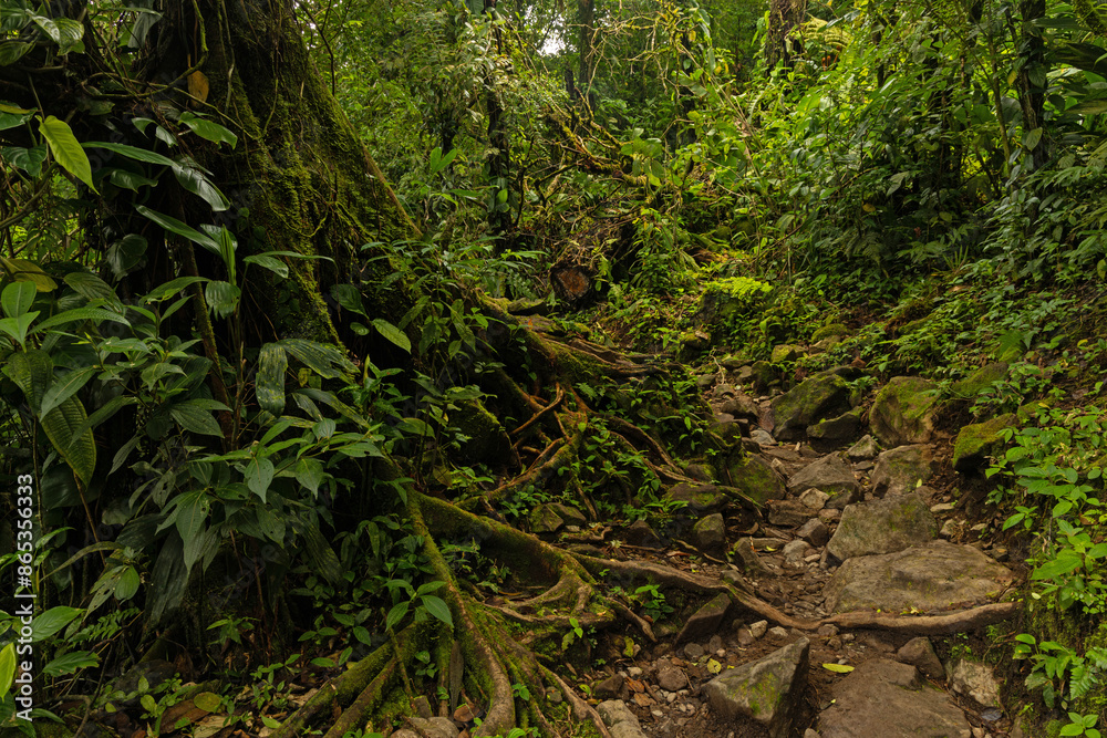 rainforest in the Tenorio National Park in Costa Rica rainforest in the Tenorio National Park in Costa Rica