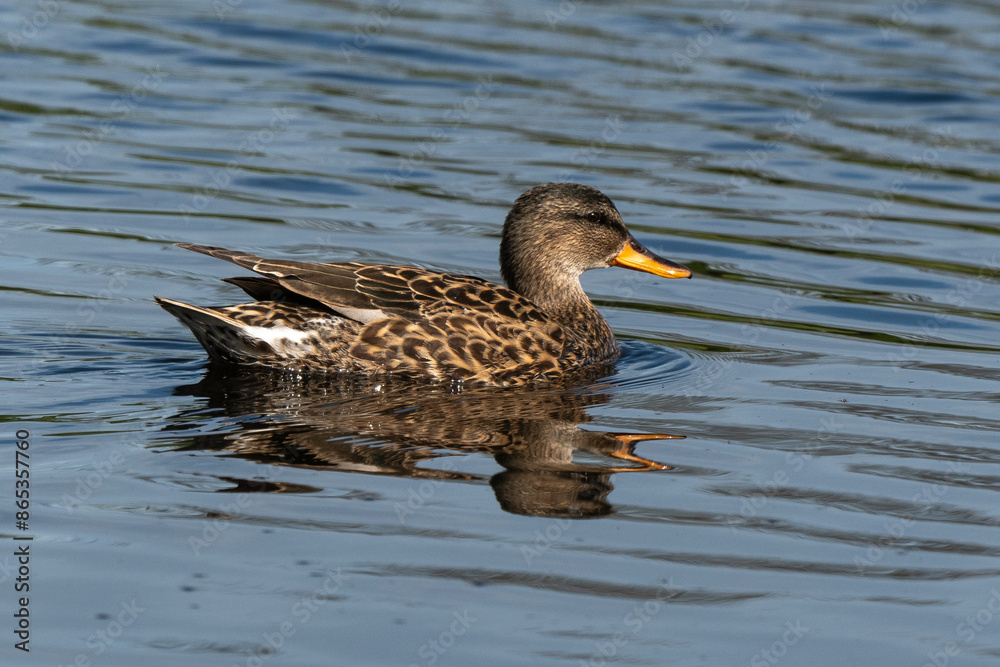 Canard colvert, femelle,. Anas platyrhynchos, Mallar Canard colvert, femelle,. Anas platyrhynchos, Mallar