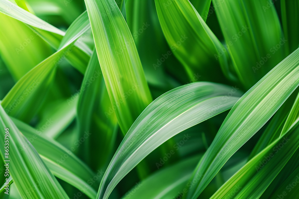 close up of a green plant close up of a green plant