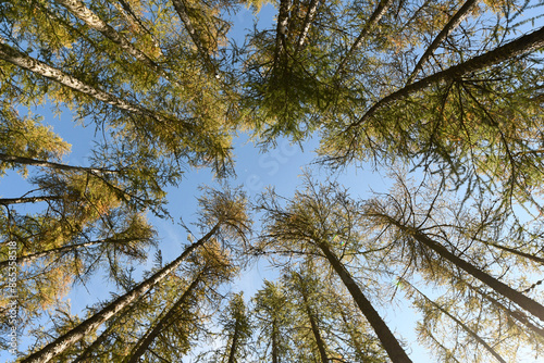 trees in the forest