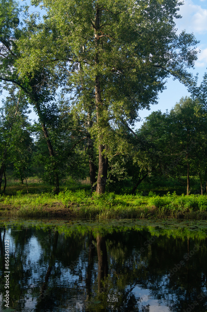A tall tree among the grass stands on the bank of the river in the evening A tall tree among the grass stands on the bank of the river in the evening