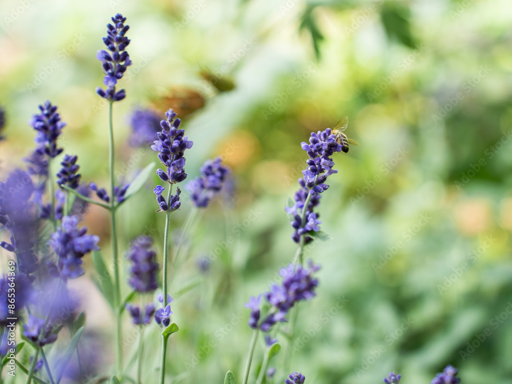 Fototapeta premium Pollination with bee and lavender with sunshine, sunny lavender.
