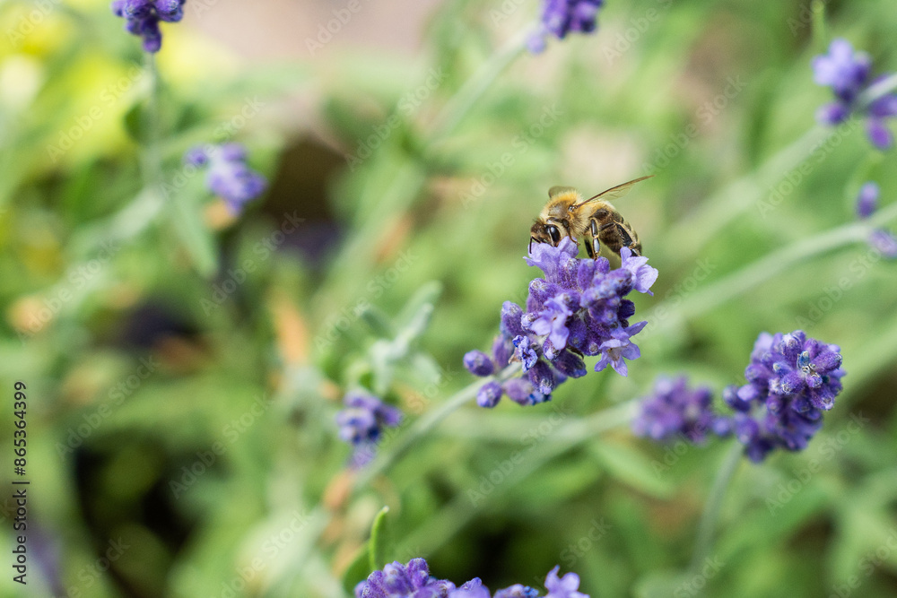 Pollination with bee and lavender with sunshine, sunny lavender. Pollination with bee and lavender with sunshine, sunny lavender.