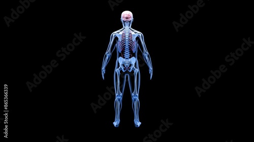 Human Anatomy 3D Animation 
