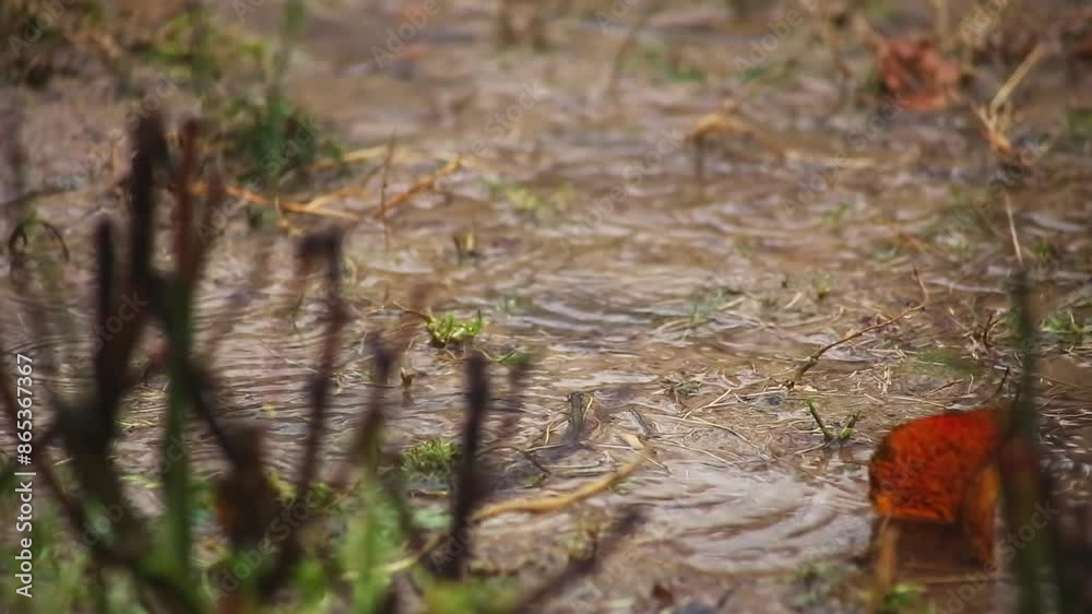 Rain pours on the ground, flowers and bushes in the spring garden. Rain pours on the ground, flowers and bushes in the spring garden.