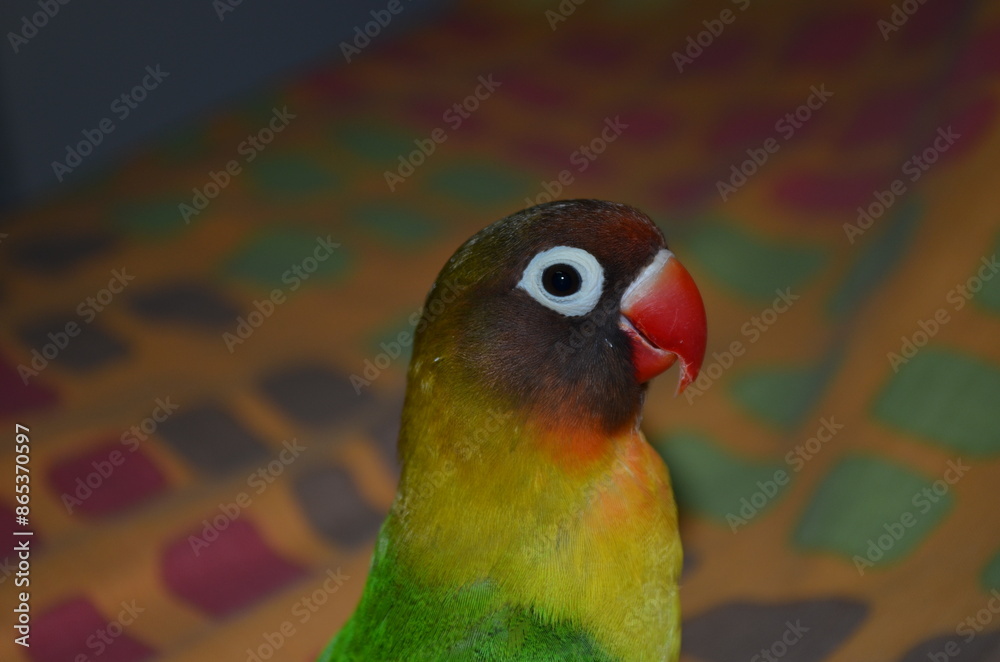 Naklejka premium Lovebird staring at the camera