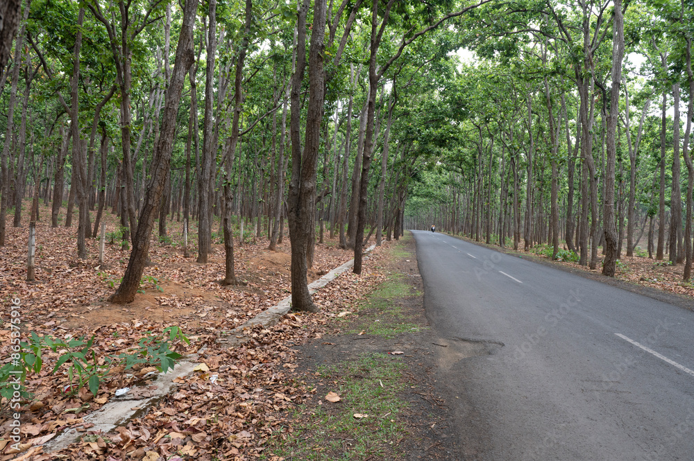 Amarkantak , India - 25 May 2024 Rough road in the forest at Anuppur Madhya Pradesh India Amarkantak , India - 25 May 2024 Rough road in the forest at Anuppur Madhya Pradesh India
