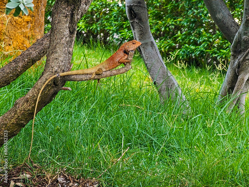 gecko lizard on the tree