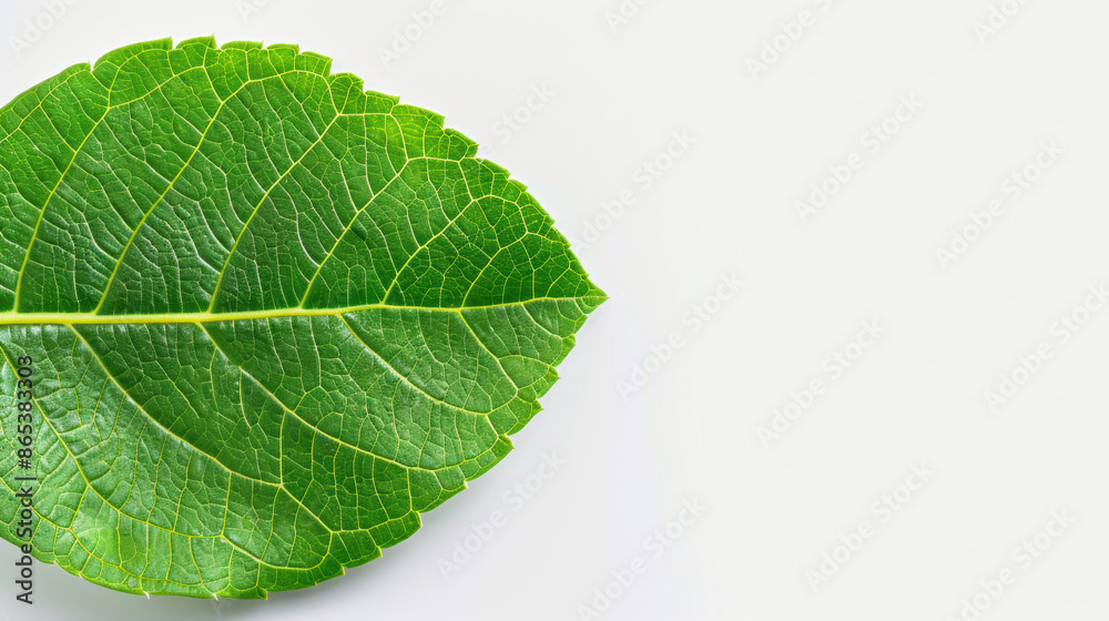 Obraz premium Crosssection of a leaf with visible intercellular spaces, microscope leaf, structure and function