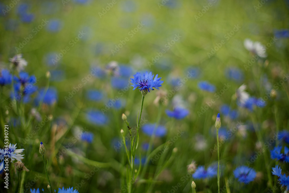 cornflower flower in a field with cornflowers on a warm sunny summer day, background, blooming summer meadow
cornflower flower in a field with cornflowers on a warm sunny summer day, background, blooming summer meadow