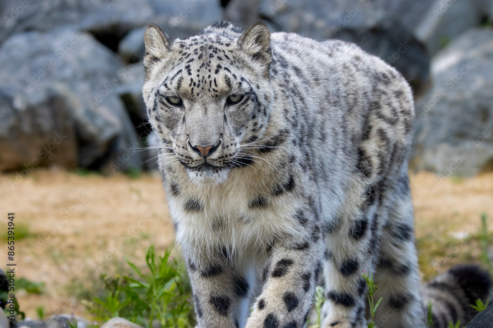 Snow leopard Snow leopard