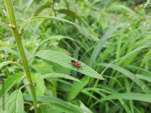 bug on a green leaf. Insect on the green leaf.