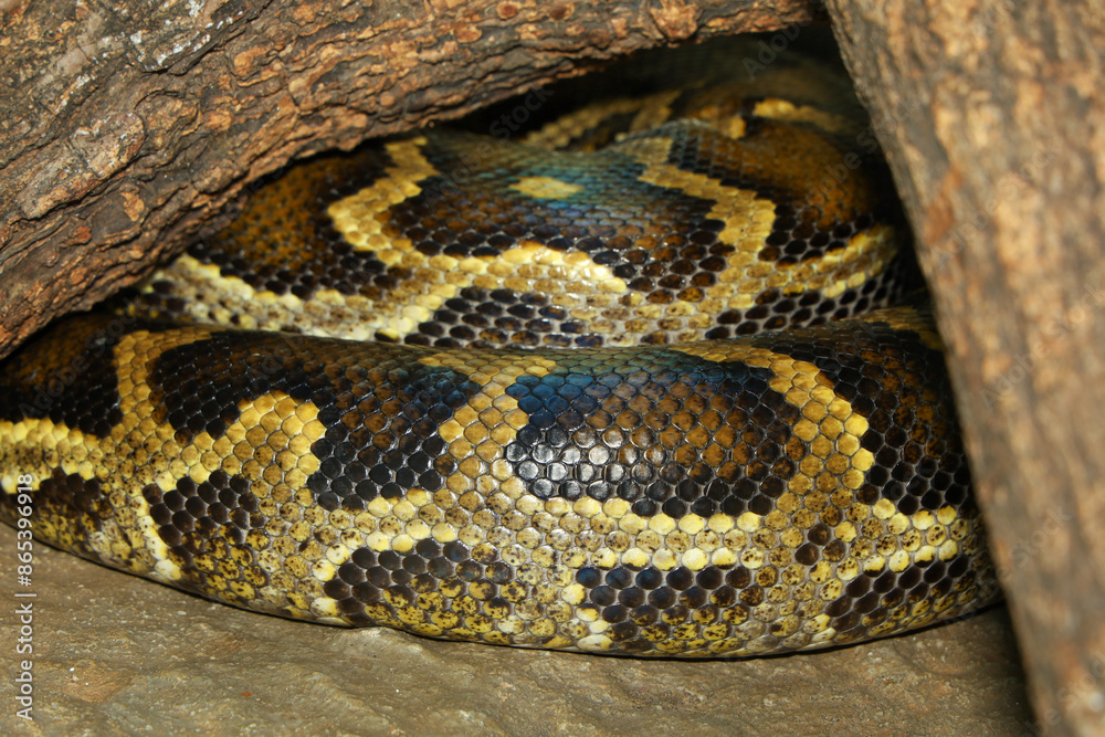 The burmese python is snake skin and animal pattern The burmese python is snake skin and animal pattern