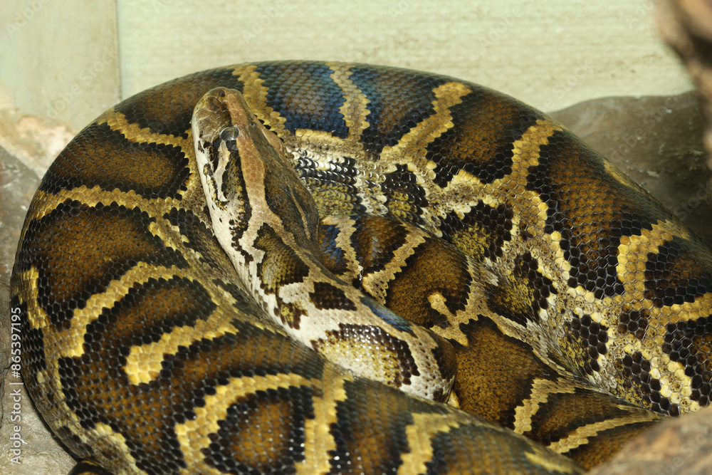 Head burmese python in body on stick tree at thailand Head burmese python in body on stick tree at thailand