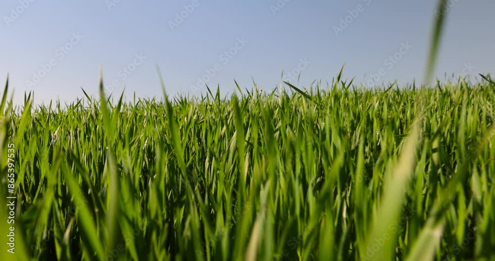 a green wheat field in the spring season, a high harvest of winter wheat in sunny weather a green wheat field in the spring season, a high harvest of winter wheat in sunny weather