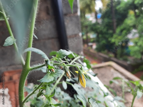 tomato plant with flower. flowers of a plant.