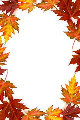 Autumnal maple leaves on a white background with space for text. Top view, flat lay