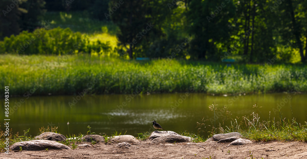 Fototapeta premium Wagtail on the riverbank. Beautiful landscape with the riverbank in the early morning