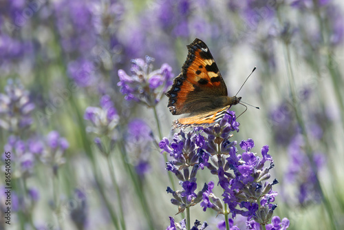 Small tortoiseshell butterfly (Aglais urticae) perched on lavender plant in Zurich, Switzerland