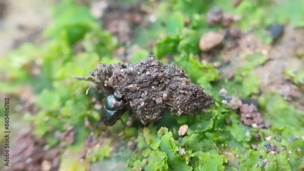 dung bug moving on the ground dung bug moving on the ground