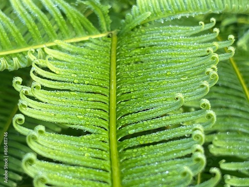 closeup green leaf  for background