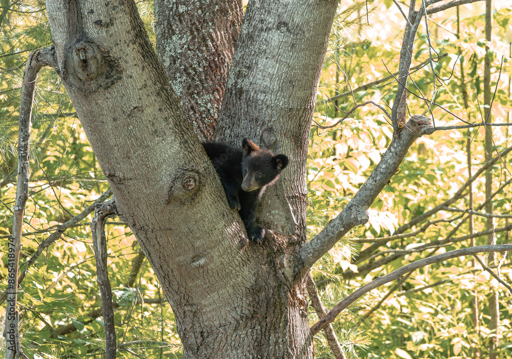 Obraz premium Baby Black Bears in the trees at Cades Cove National Park in Tennessee.