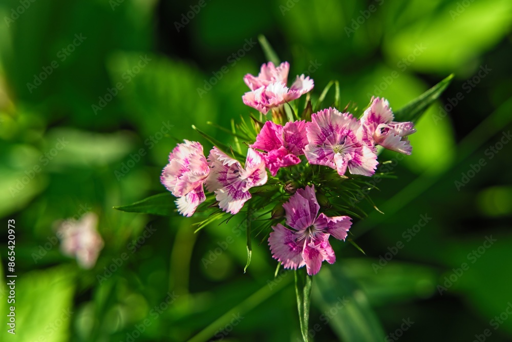 Small flowers of Turkish carnation stand out brightly against the green background. Small flowers of Turkish carnation stand out brightly against the green background.